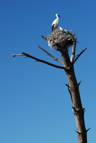 4689345608_0ea5958425_e