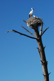 4689345608_0ea5958425_e