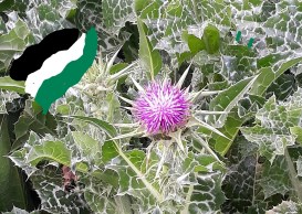 Inflorescencia entre espinas