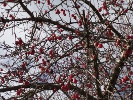 IMG-20201226-WA0003-1