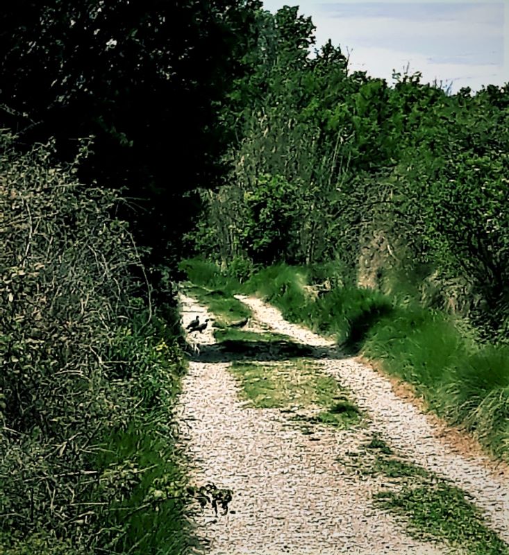 47901731081_be7411bfce_o-1