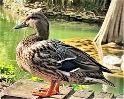 IMG-20220424-WA0001-1