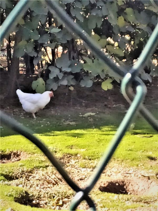 IMG-20221107-WA0001-1