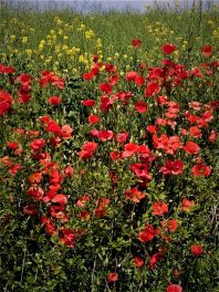 IMG-20230506-WA0002-A