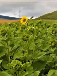 IMG-20230621-WA0003-A