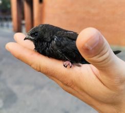 IMG-20230625-WA0009-A