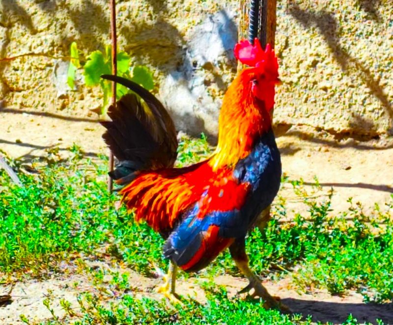 1726743175882FRansuá